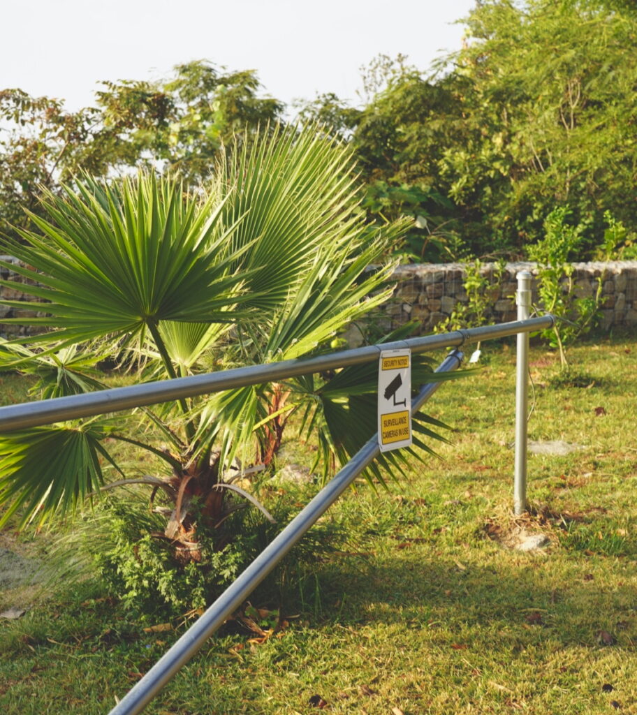 ワシントンヤシ